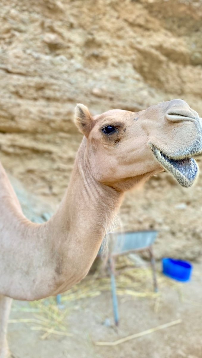 طبع البداوه حي فينا ولامات 
مايختلف مهما الظروف أجبرتنا
#مسيتو_بالخير