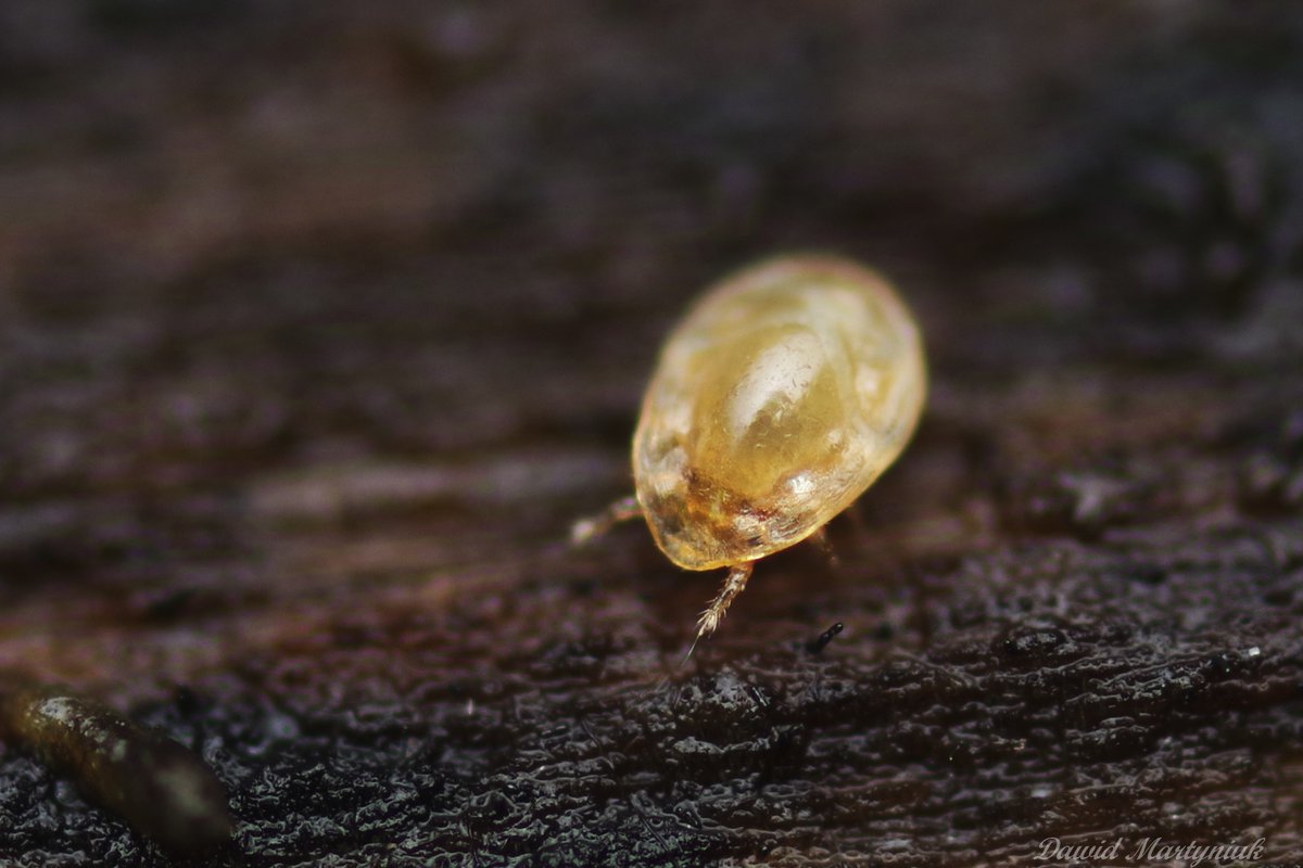 𝓓𝓪𝔀𝓲𝓭_𝓜𝓪𝓻𝓽𝔂𝓷𝓲𝓾𝓴 𓆨𓆣🇵🇱🇬🇧 tweet media