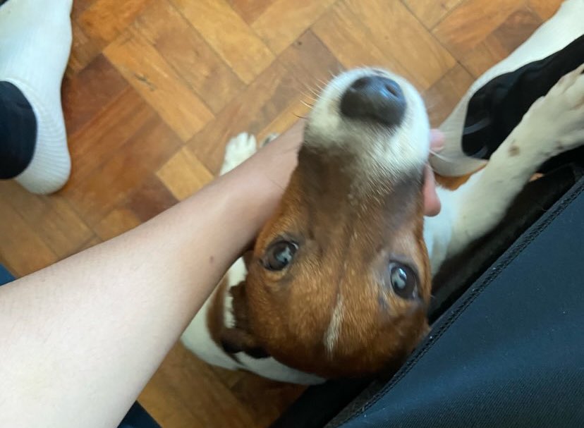 Natziii_'s tweet photo. Don’t know what to feel all I know is you are a good boy. Love you dearly. https://t.co/DxyDtbih9R