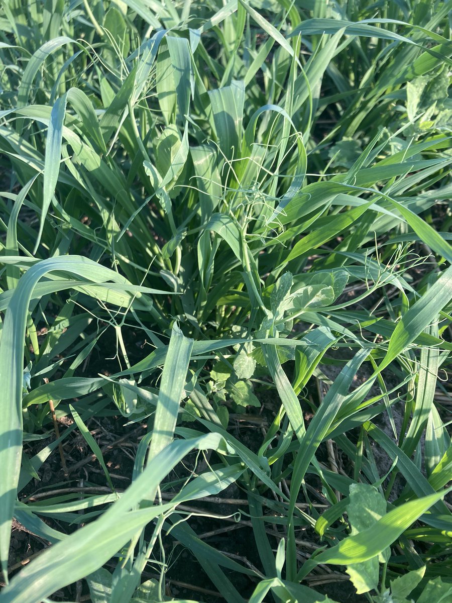 Durham Soil & Crop tweet media