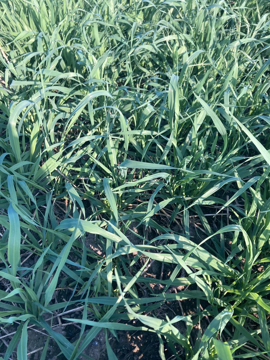 Durham Soil & Crop tweet media