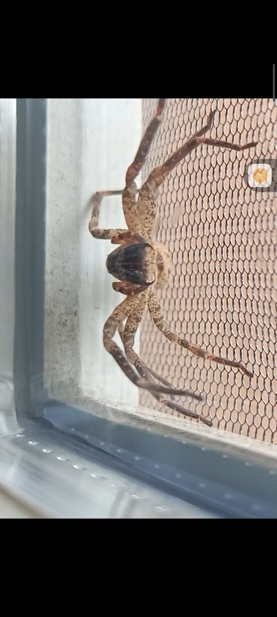 Habt ihr die auch zu Hause? 
Ich denke, es war so ca. die zehnte und gleichzeitig die größte in den letzten zwei Jahren, welche mir im Haus begegnet ist.