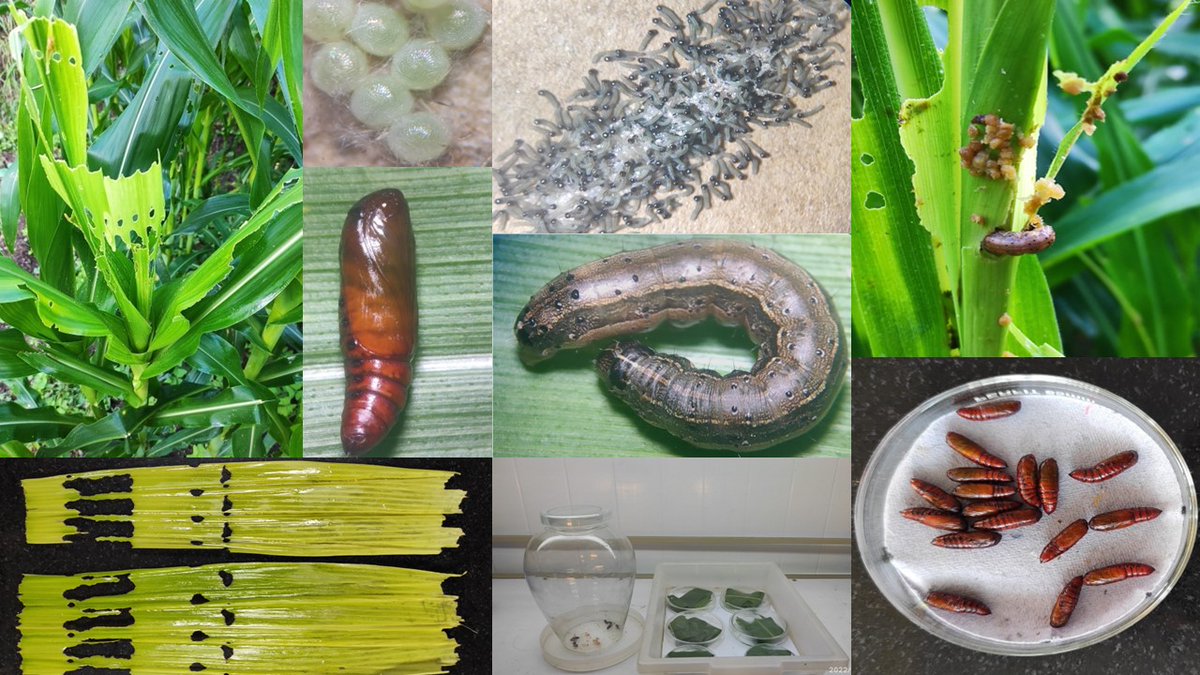 Population growth and damage potential of fall armyworm (Spodoptera frugiperda), an invasive pest worldwide, in India: <a href="/sh9746262/">Shubham Sharma</a> <a href="/prajjvalsharmaa/">Prajjval Sharma</a> resjournals.onlinelibrary.wiley.com/doi/10.1111/af… [Images from author Prajjval Sharma] #agricultural #pests #ipm
