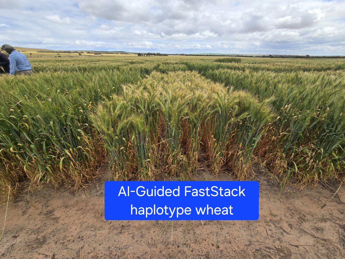 Zerihun Tadesse🌱🍞 tweet media