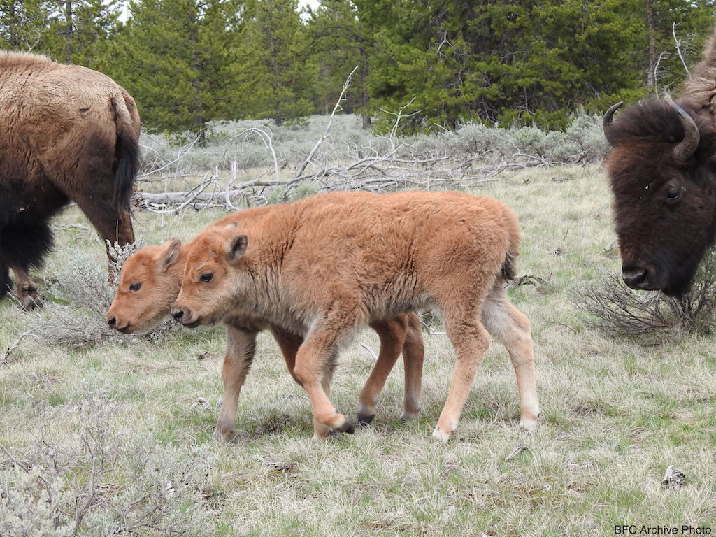 Buffalo Field Campaign tweet media