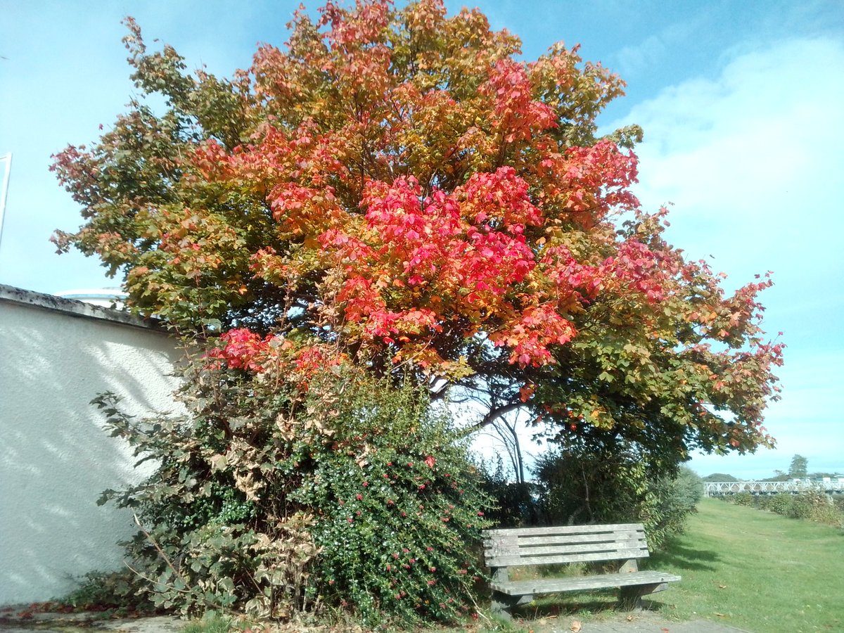 Beautiful autumnal colours along the River #Nairn this afternoon 🍂🍁🍂