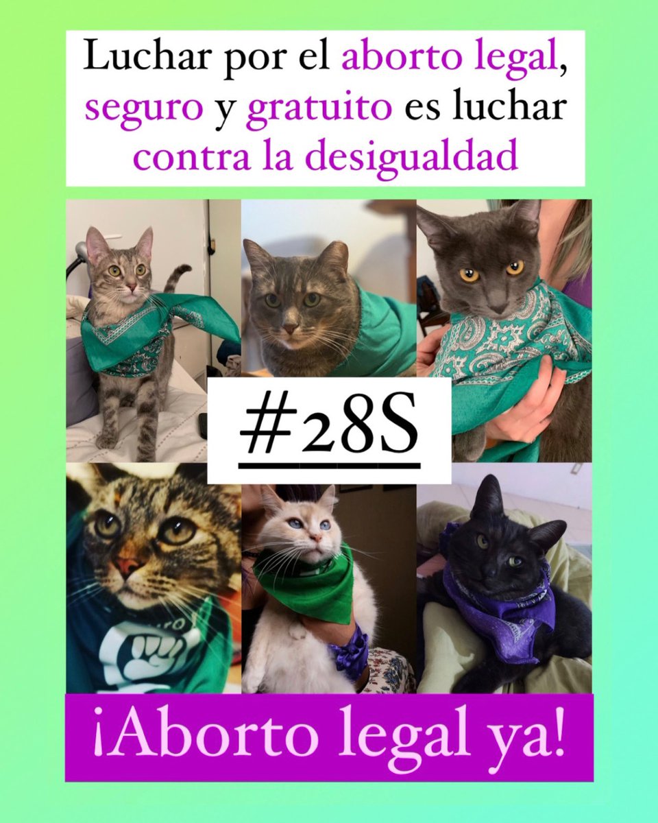 Miau. Hoy es 28S y les traemos un repost con datos que obtuvimos hace un par de años. La lucha contra la penalización del aborto sigue, para que todas las mujeres, pero especialmente las de abajo, puedan decidir sobre su cuerpo.

💚💚💚💚 #SeráLey #GatitosContraLaDesigualdad