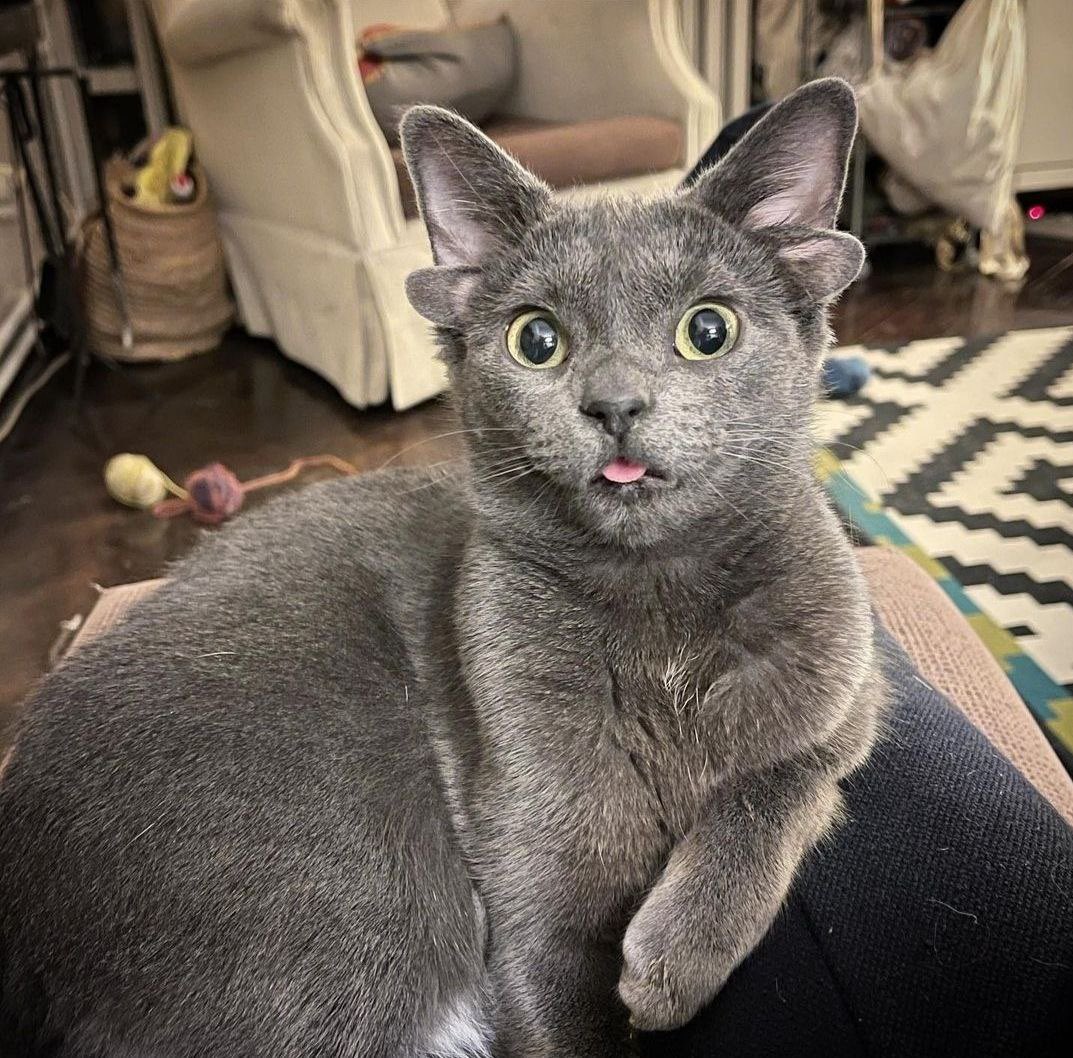 Midas_CTO's tweet photo. @blknoiz06 

Have you ever seen a pussy with 4 EARS?

$Midas https://t.co/drJwVyk5os