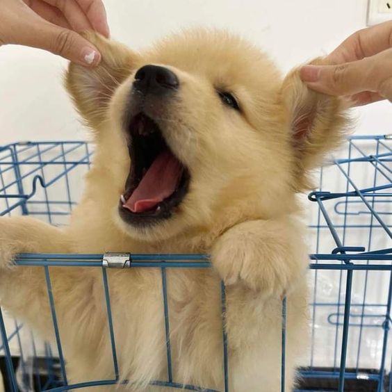 Animal Lover (@animal_fanlover) on Twitter photo 