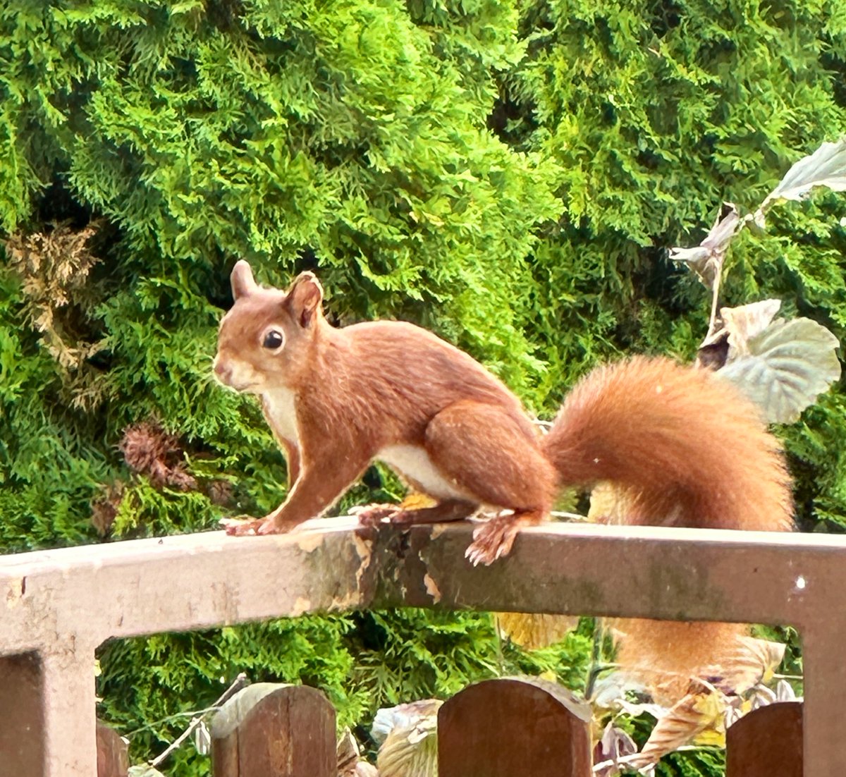 Habt ein ganz schönes Wochenende 🙋‍♀️🐿️🍁☘️