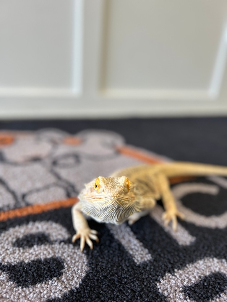 DomesticCarnivo's tweet photo. We love an exotic visitor at Domestic Carnivore! 

#beardeddragon #beardies #domesticcarnivore #rawfed #rawfeeding #ancaster #hamont #brantford #dundas #burlington #oakville #dogsofhamilton #dogsofdomesticcarnivore
#rawdogfood #dogtreats #allergyrelief https://t.co/FSCRj2Djqc