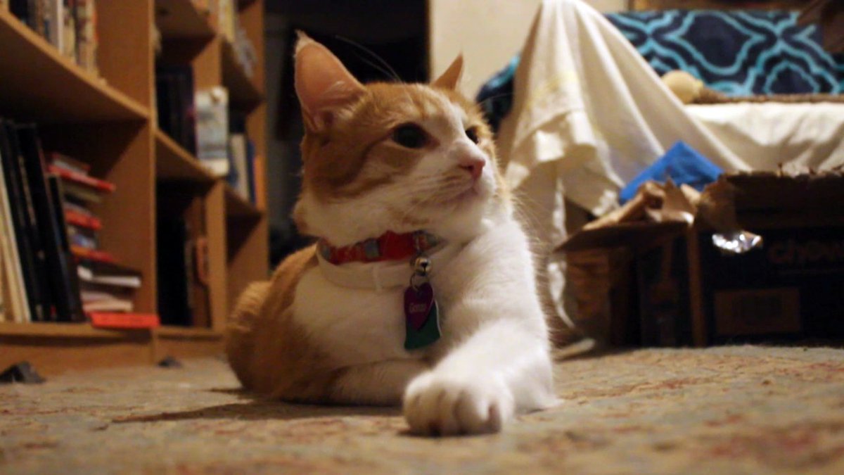 Gonzo Does Tweets🐈he/him tweet media