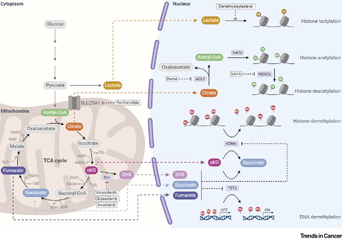 Lurie Cancer Center (@luriecancer) on Twitter photo Treatment strategies combining standard treatments and #epigenetic modulators seem to be more effective than the standard of care for the management of metabolically defined cancers, per findings from <a href="/LurieCancer/">Lurie Cancer Center</a>’s @MarceloBonini8 in <a href="/trendscancer/">Trends in Cancer</a>. sciencedirect.com/science/articl… Treatment strategies combining standard treatments and #epigenetic modulators seem to be more effective than the standard of care for the management of metabolically defined cancers, per findings from <a href="/LurieCancer/">Lurie Cancer Center</a>’s @MarceloBonini8 in <a href="/trendscancer/">Trends in Cancer</a>. sciencedirect.com/science/articl…