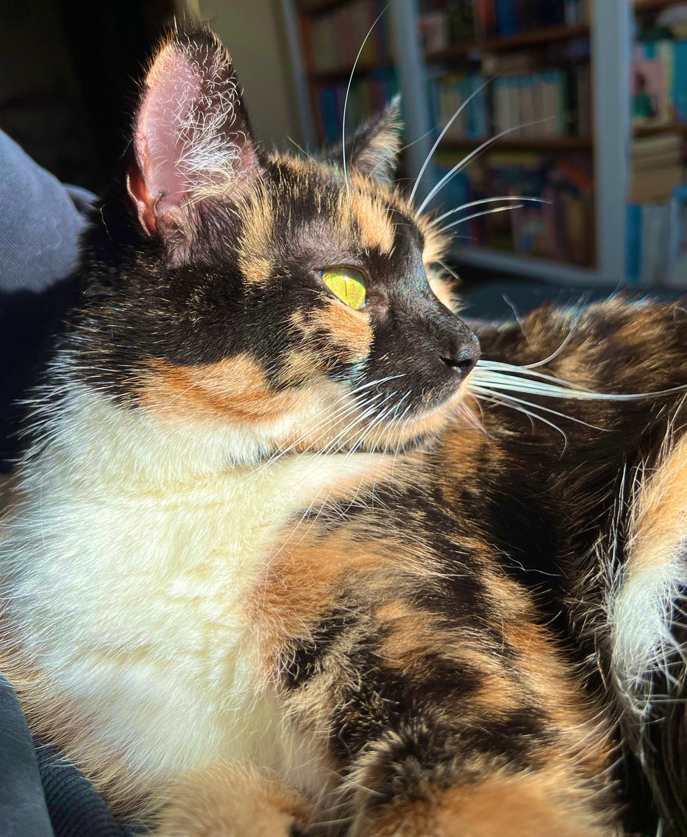#CalicoCrew #CatsAreFamily
#cats