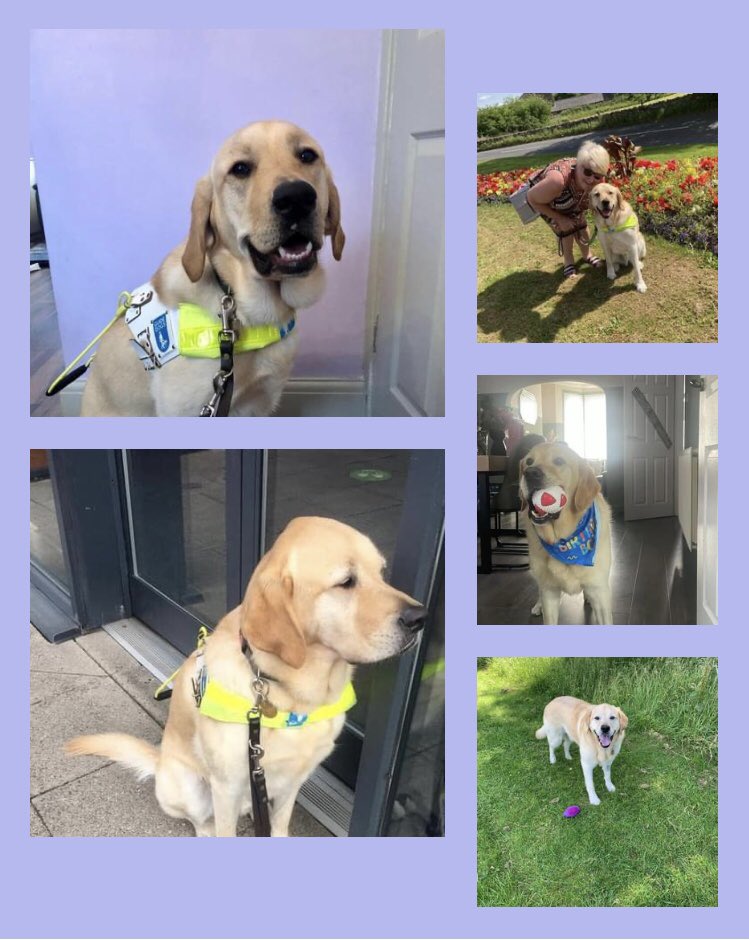 Ollie (R) and Carlo My Guide Dog tweet media