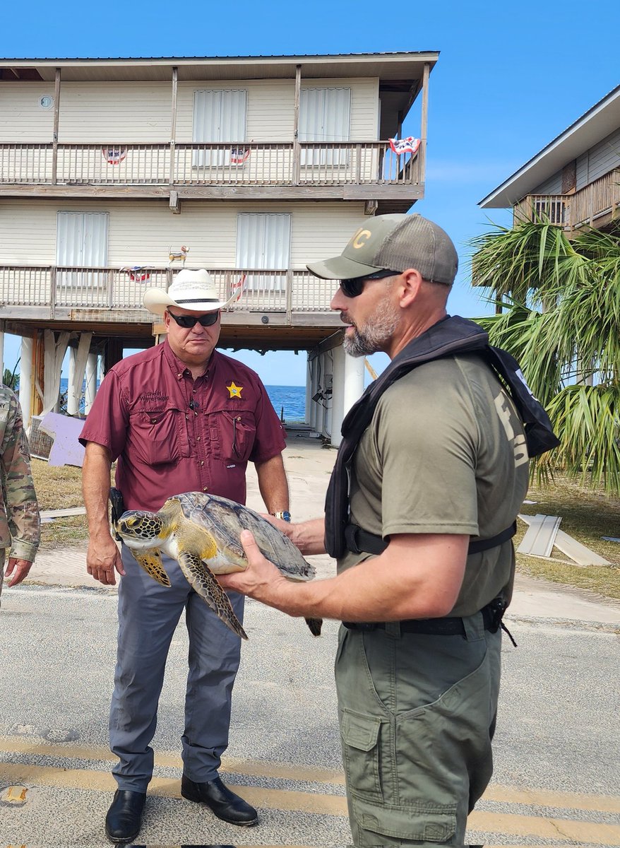 In addition to all of their first response search and rescue work, <a href="/MyFWC/">MyFWC</a> rescued this guy on Keaton Beach. He'd been washed and trapped ashore by Hurricane Helene and will be released back into the ocean today.
