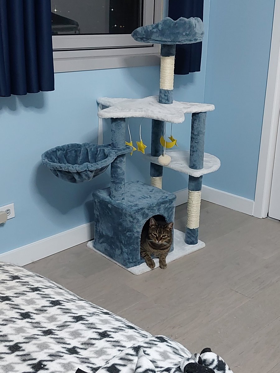 rexy got a new tree. rexy love the little cubby and bird watching perch