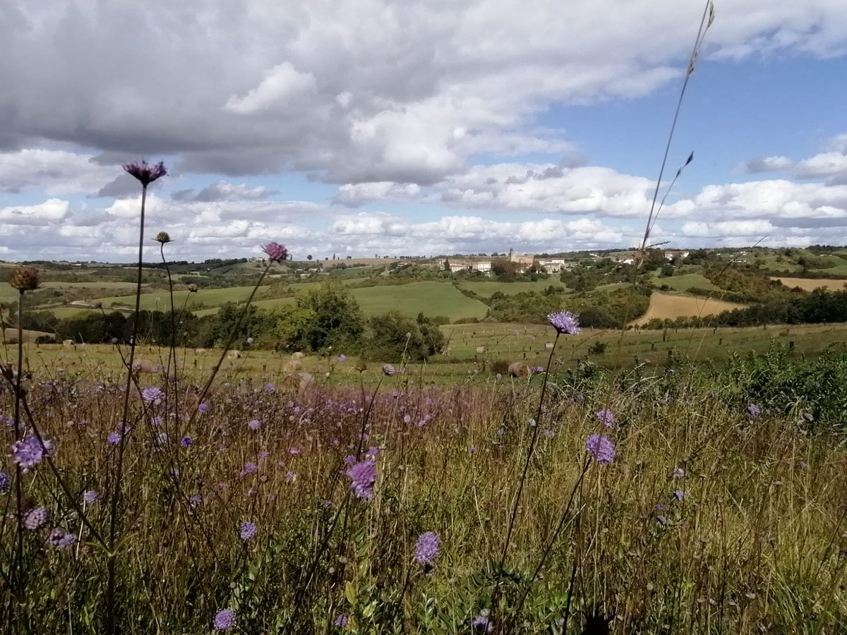 Réseau Biodiversité pour les Abeilles (RBA) tweet media