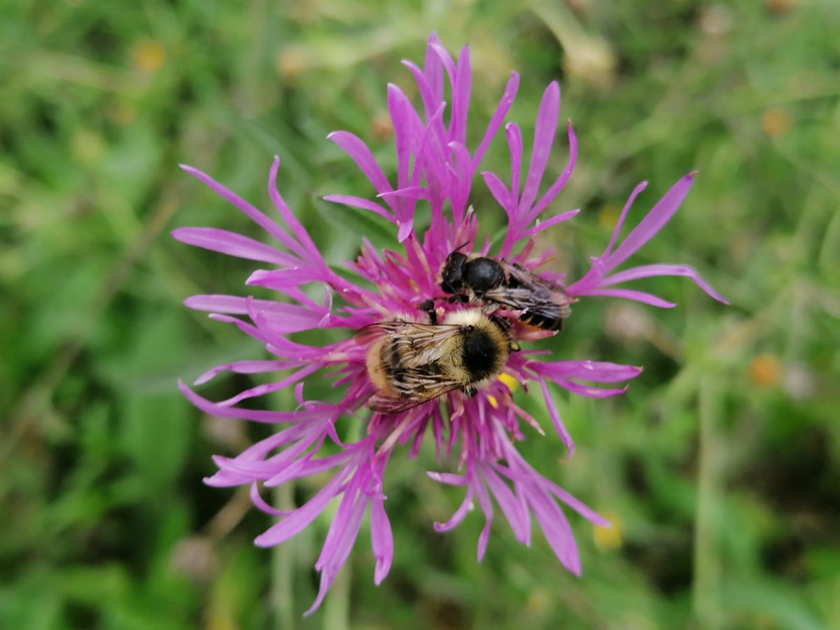 Réseau Biodiversité pour les Abeilles (RBA) tweet media