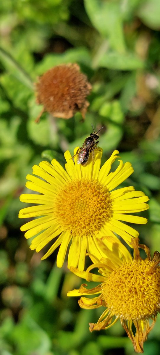Réseau Biodiversité pour les Abeilles (RBA) tweet media