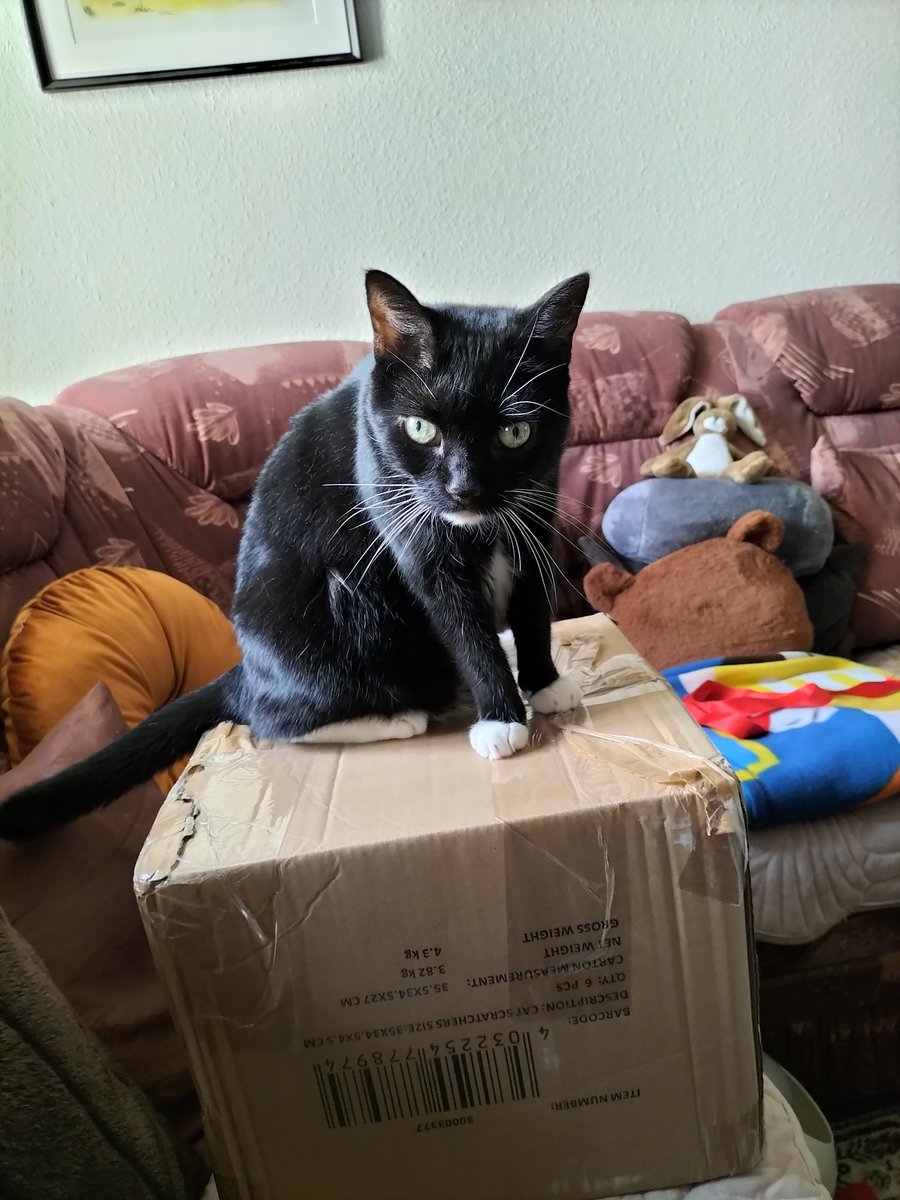 Das ist mein Karton! Verschwinde! 😁🐾🐈‍⬛
