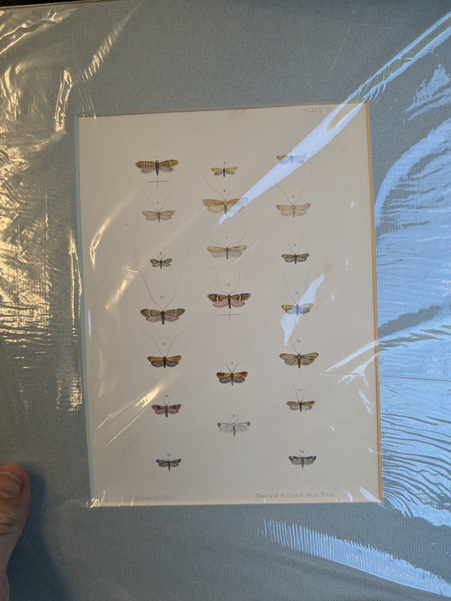Josh Boe (@entomolojosh) on Twitter photo Had a wonderful time <a href="/amentsoc/">AES - amentsoc.org</a> fair today w <a href="/Entomatthew/">Matthew</a> <a href="/LucyCostick/">Lucy Costick</a> <a href="/wildmaude/">A Maude</a> - amazing to see such a buzz (haha) about #entomology! Highlight was definitely picking up a couple prints from & meeting <a href="/rlewington2/">Richard Lewington</a> - Hope my gf won't mind a few extra #moth prints on the wall... Had a wonderful time <a href="/amentsoc/">AES - amentsoc.org</a> fair today w <a href="/Entomatthew/">Matthew</a> <a href="/LucyCostick/">Lucy Costick</a> <a href="/wildmaude/">A Maude</a> - amazing to see such a buzz (haha) about #entomology! Highlight was definitely picking up a couple prints from & meeting <a href="/rlewington2/">Richard Lewington</a> - Hope my gf won't mind a few extra #moth prints on the wall...