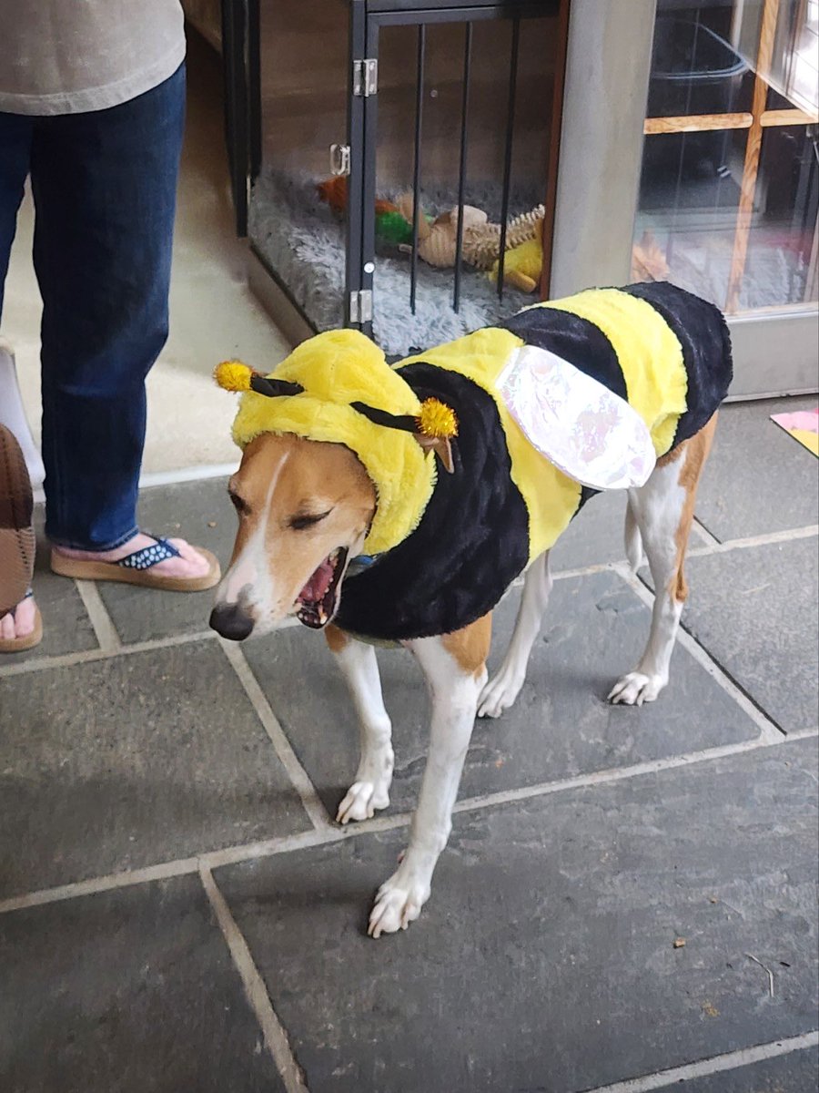 Update!!!
Sailor debuting his Halloween costume!!!
He deserves all the Halloween treats!!!
💛💛💛
