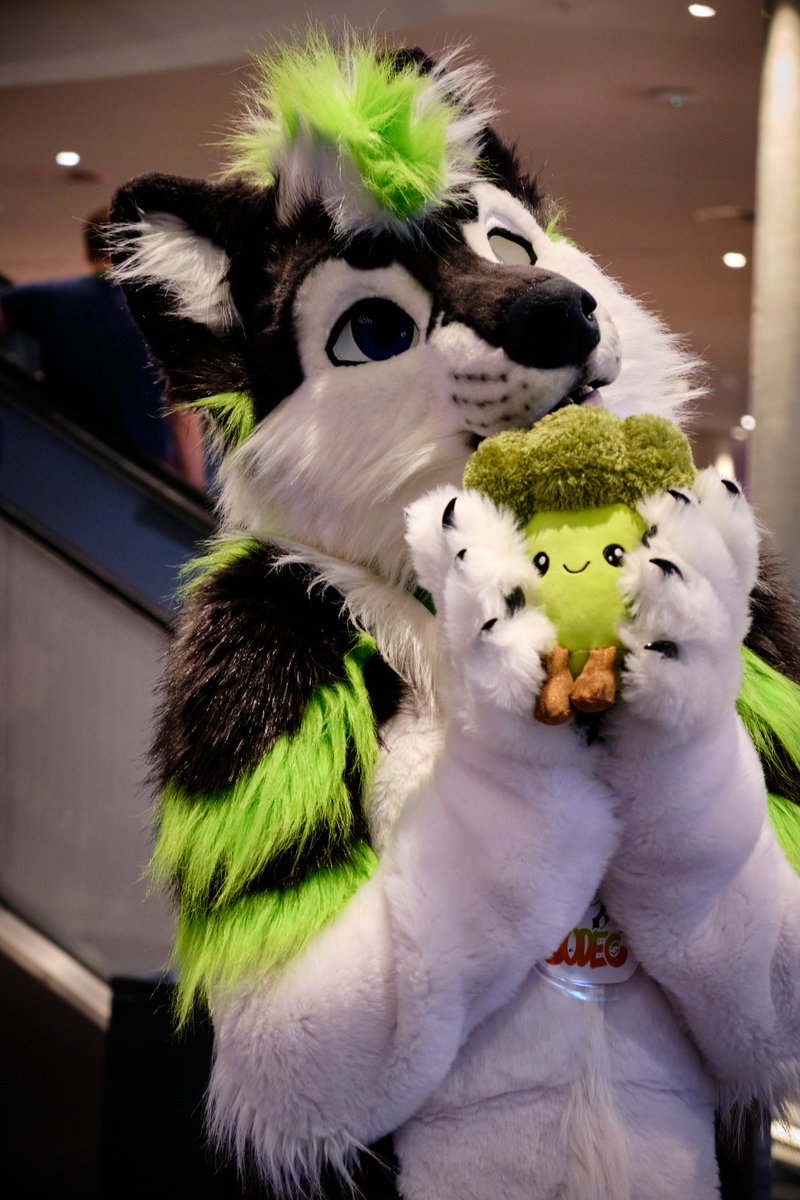 FuzzyCodec's tweet image. Had an amazing time at #Eurofurence28 last week. Debuted my quite little fellow broccoli. Made a lot of new friends and had awesome food the whole week😋 #EF28 #Eurofurence #furry #fursuit #Broccoli
📸: @TagirDragon
✂️: @nukecreations