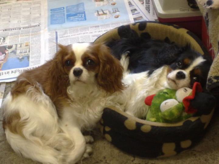 bluebelldreamer's tweet photo. @DogDeskAction Poppy would have loved #MoveItForDogs too โค๏ธ https://t.co/mdwo2nO974