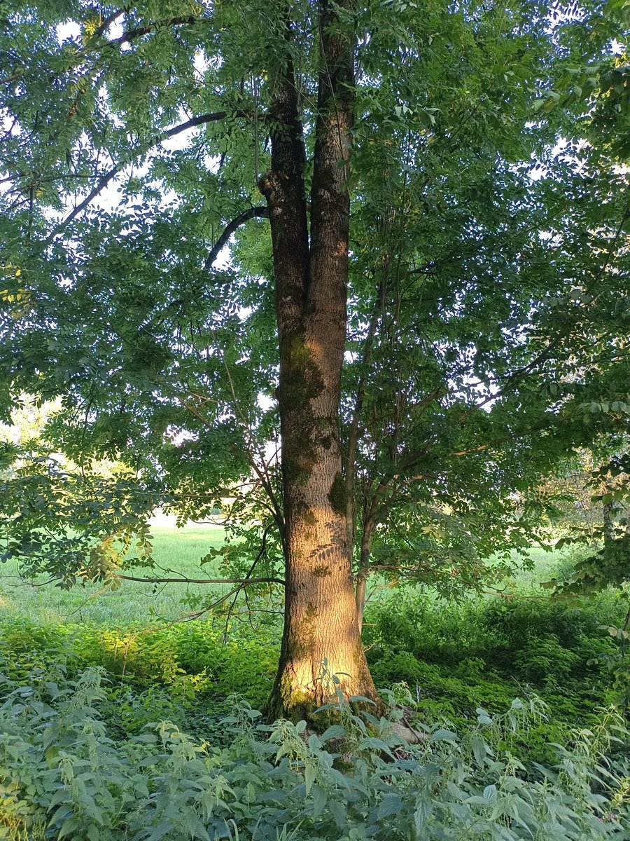 Marygoeswest's tweet photo. Any Trees? #photography https://t.co/z2HkDjtyft