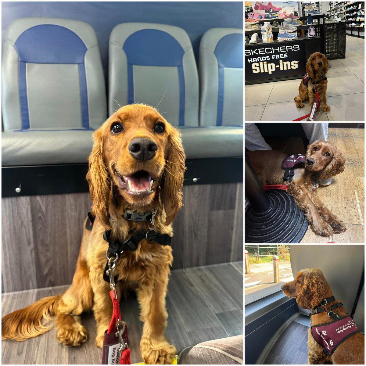 HearingDogs's tweet image. Lovely Libby is heading out and about 🚌

Libby is in the third stage of training and has been travelling on public transport, as well as gaining experience in the public places she will visit with her deaf partner.

She took it all in her stride and did a fab job! 🎉🐾