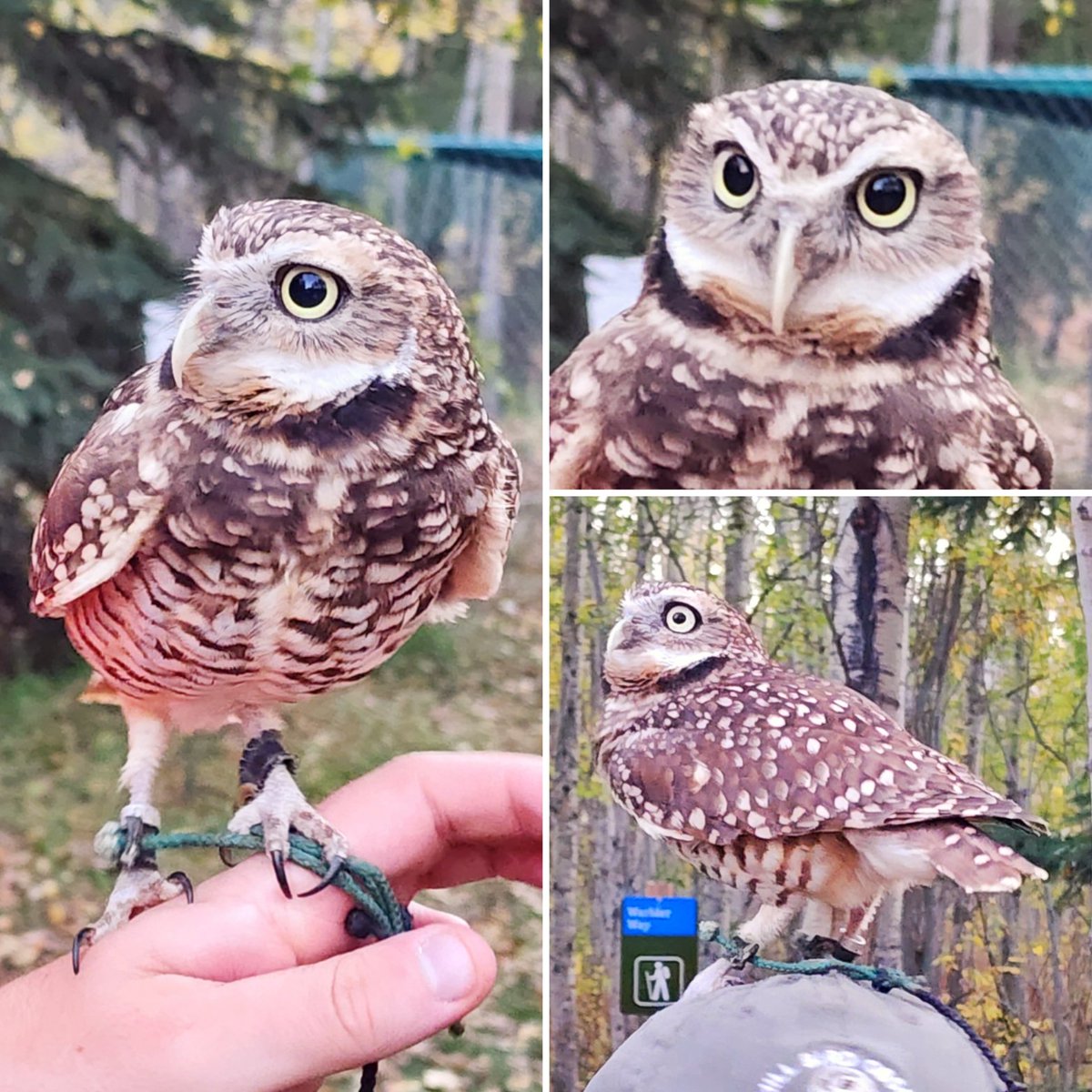 Got to attend my first bird banding event last night with @castcuraga! Learned a lot about Saw Whet owl migration (the teenie ones in the first photo), met Tansi the Great Horned Owl, and Nina the burrowing owl! ✨️ 