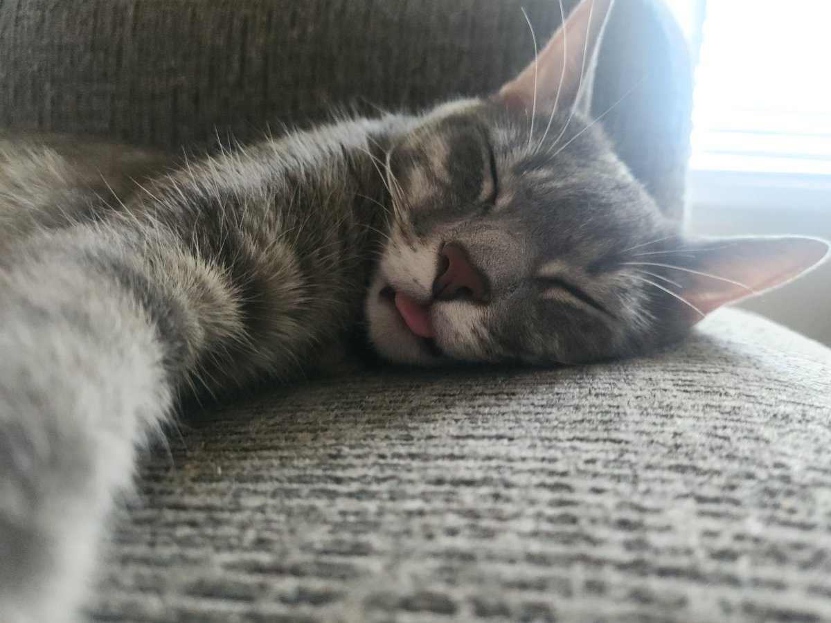 MrGarbageCat's tweet image. Someone is sleepy!