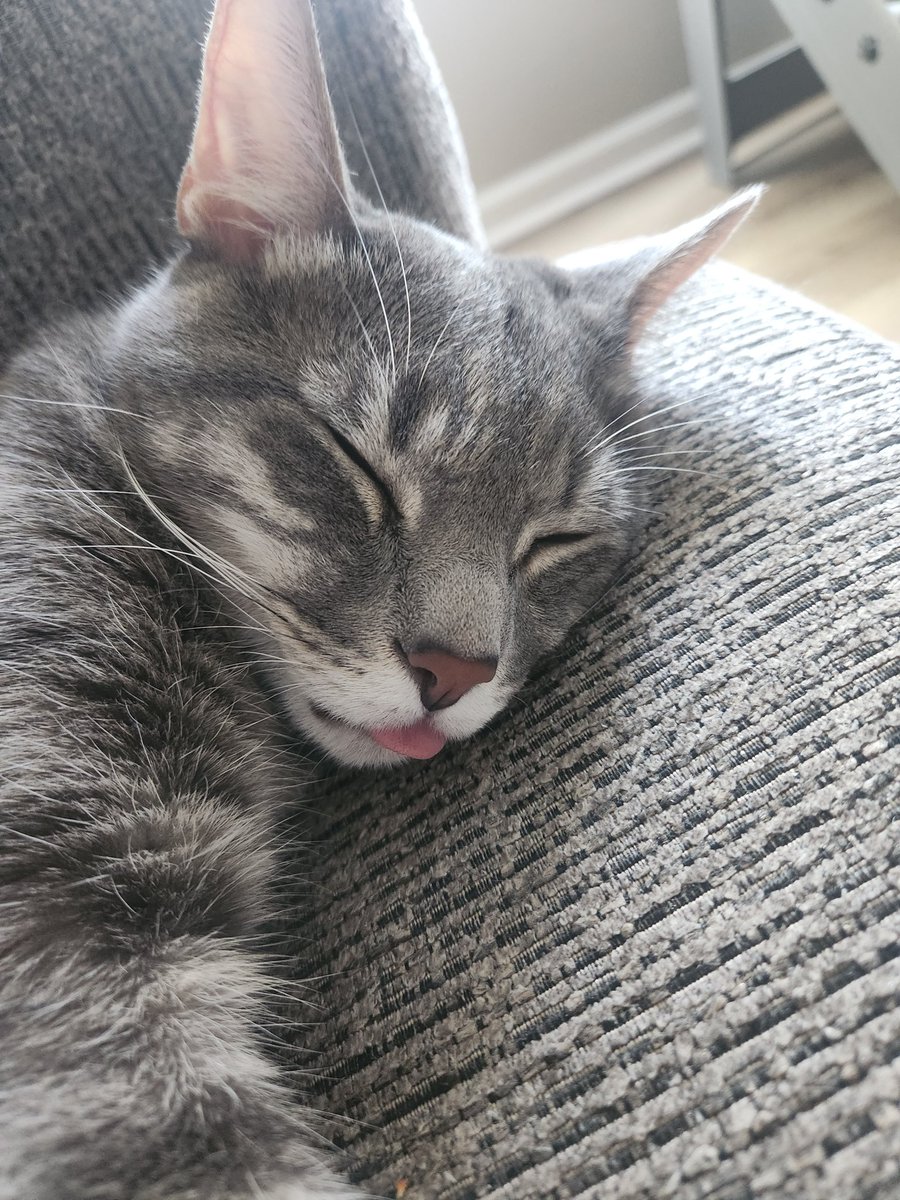 MrGarbageCat's tweet image. Someone is sleepy!