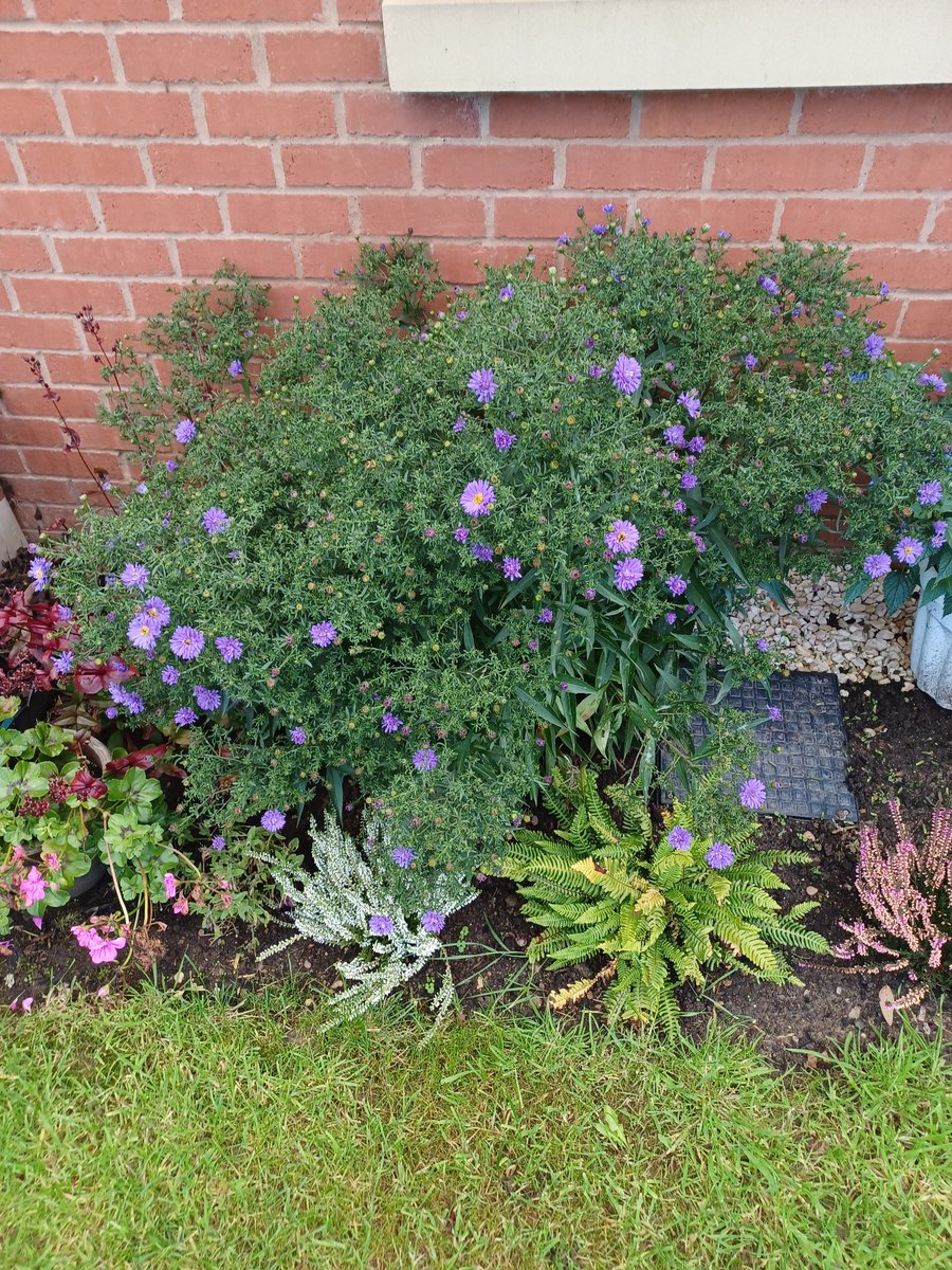Aster flowers multiplying by the day! 😁 Hope it's been a good day, happy Saturday my friends 🤓