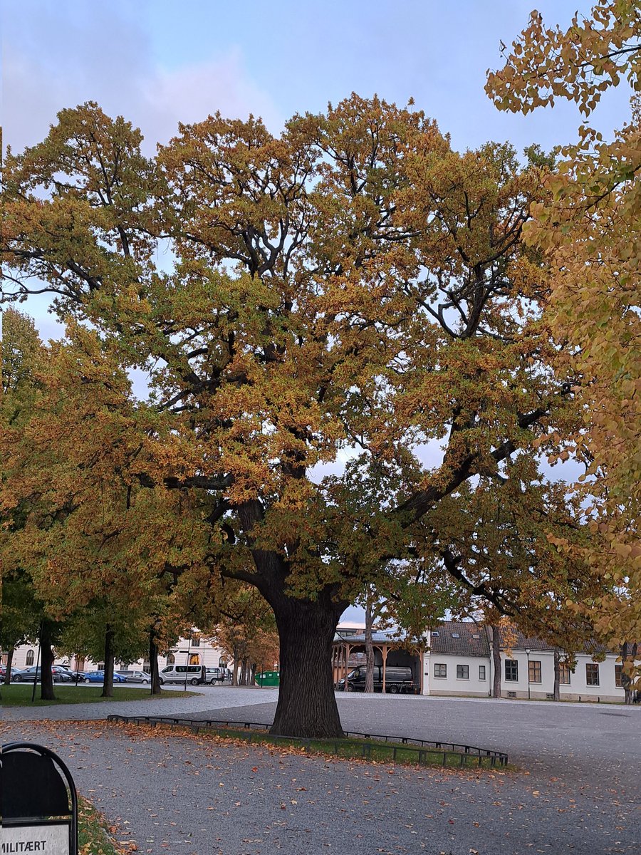 ranawaheed3's tweet photo. #beautifultree
#beautifulsoul
#beautifulworld https://t.co/O1Y000lQf3