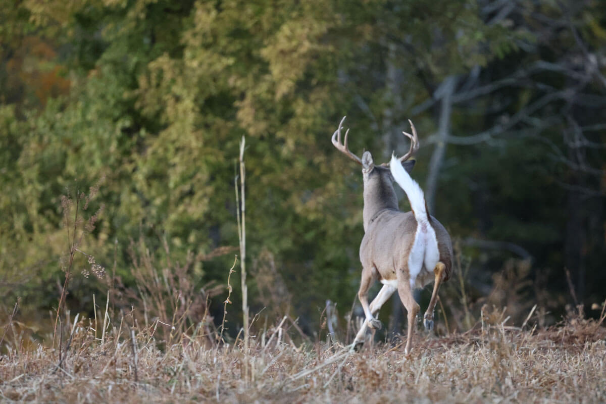 SPORTSMANchnl's tweet photo. Having a hard time getting close to deer? Here's a look at the reasons why whitetails keep catching your scent in the field via Bowhunter Magazine: https://t.co/9Y9iE5j2Oc

#ITSINOURBLOOD #outdoors #scent #smell #deer #deerseason #winded https://t.co/EdrjAnMoh6