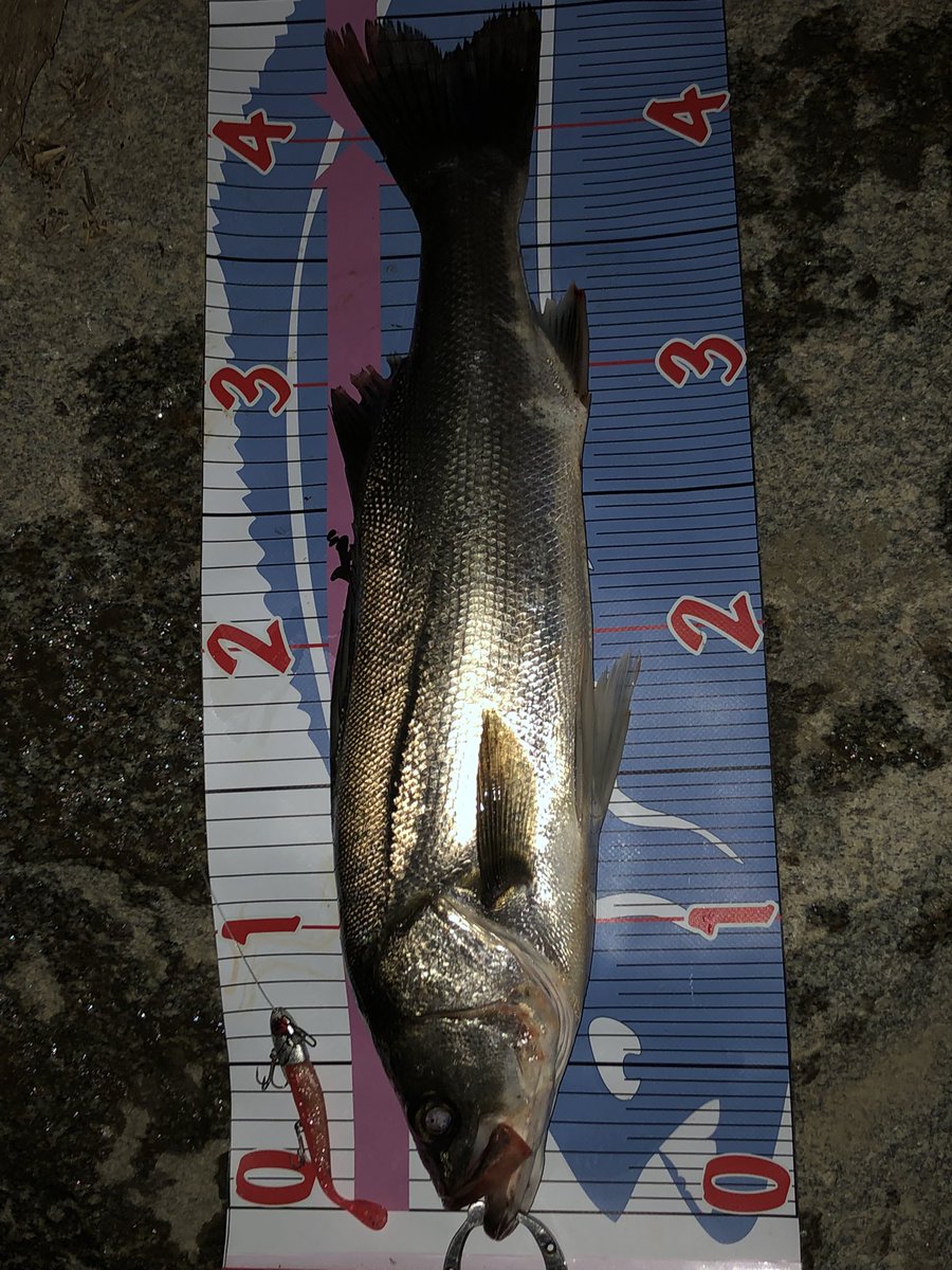 細かいあたりはあるもののなかなかのらず、やっと出会えた一本　VJは強い