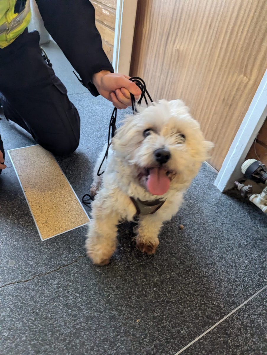 PSOSMoray's tweet photo. Officers in Elgin are looking to trace this little girls family. 

She was found wondering alone in the Councillors Walk Area in Elgin.

If you have any information or if this is your good little doggo please get in touch by calling 101 or attending at the Elgin Police Office. https://t.co/yIY22CaDHZ