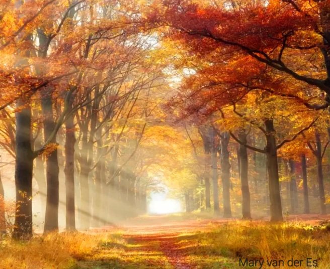 maryvanderes's tweet photo. #Dag28 van #September_Stemming
Met het thema: #zonnestralen #sun_rays .
@LadyLove40 https://t.co/VvLjjddF9s