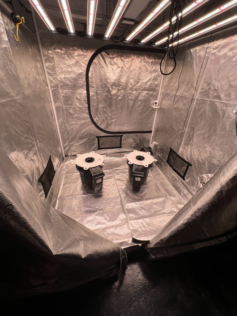 growwithpapa's tweet photo. Coming soon !!
#homegrown
#hydrobucket https://t.co/ER1JtwqnCE