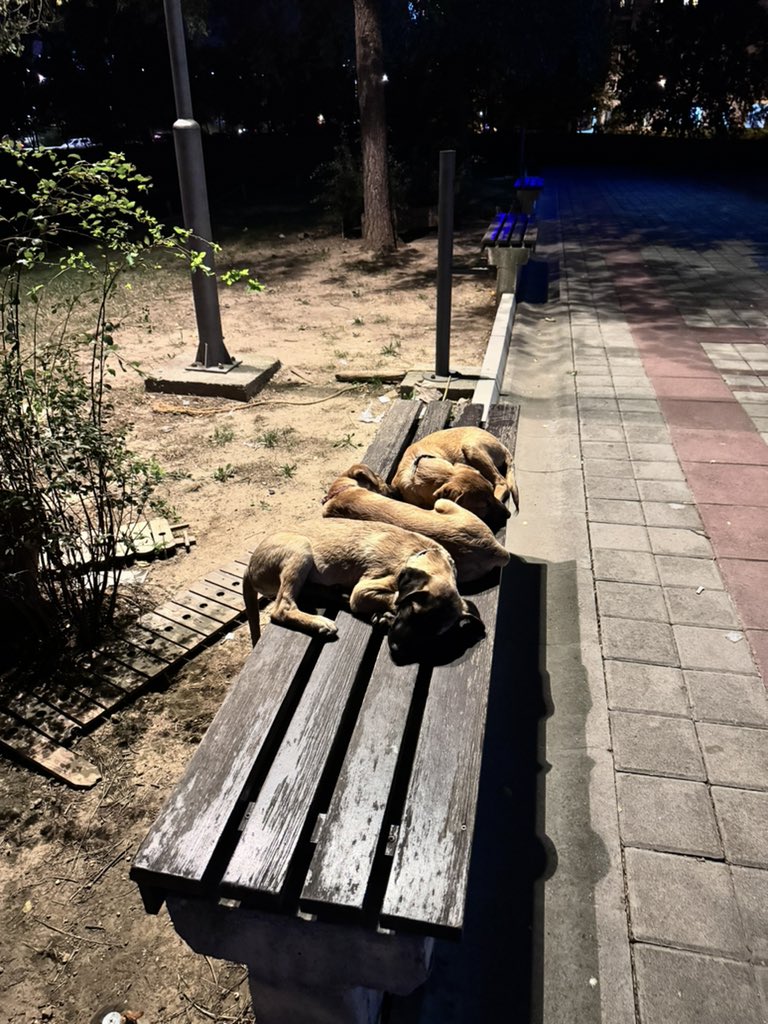 nešto najslađe što ćete danas videti 👇neko nam je pre mesec dana ostavio kuce ispred zgrade. mi smo ih očistili od parazita, vakcinisali, razmazili, smestili u kućicu, al’ više vole ovako da spavaju :) dve ženkice i mužjak, preslatki su. ako neko želi, mogu biti udomljene :)