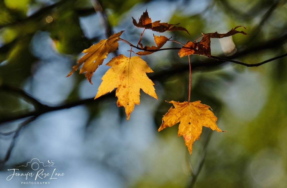 Jens_Starry_Sky's tweet photo. "It was September, and there was a crackly feeling to the air." 🍂🍁 #Fall #SeptemberDays #WV @StormHour @ThePhotoHour https://t.co/w3Y4gIyEU5