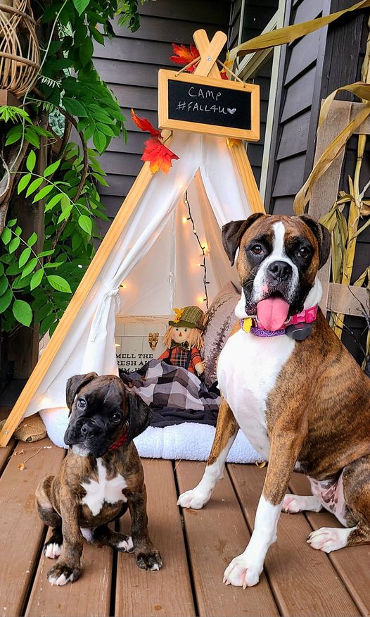 boxerblissdaily's tweet photo. Hi all! I just wanted to introduce (baby) Yeti and (big sis) Laney 🎃 🐾

📷 Follow like and comment
If you love boxer dog

#boxerdog #boxer #boxersofinstagram #boxergram #boxerlove #Caturday #OleMiss #UFCParis #Huskers  #PeacockAilinPerez #Altamirano https://t.co/PnT0VavD7Q