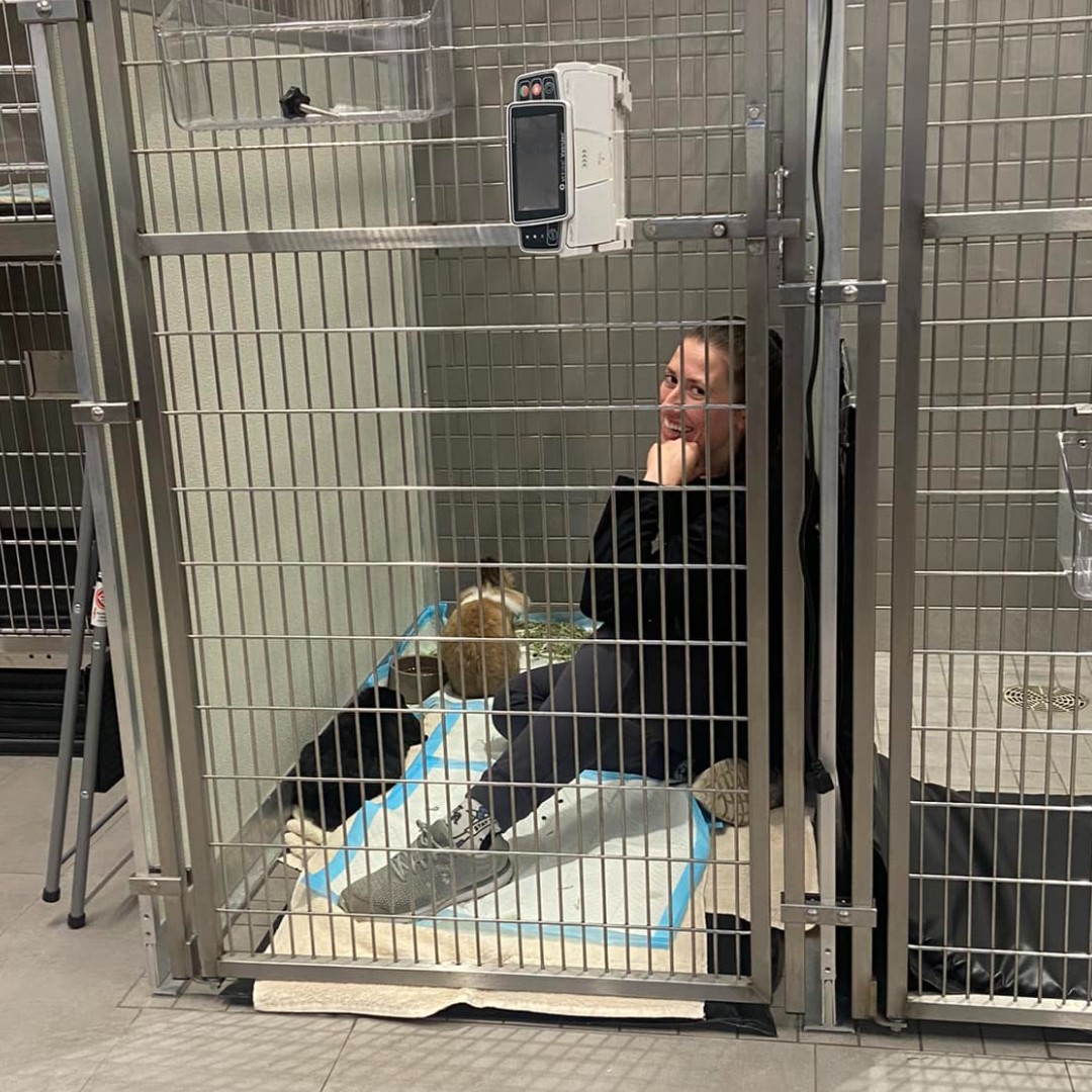 VEGERforpets's tweet image. 🐰 Dr. Danielle giving extra effort to comfort these adorable bunnies! ❤️

Do you know these 6 signs of a bunny in pain? veterinaryemergencygroup.com/blog/6-signs-o…

📍VEG Anaheim Hills

#vegolution #pethospital #barkblog