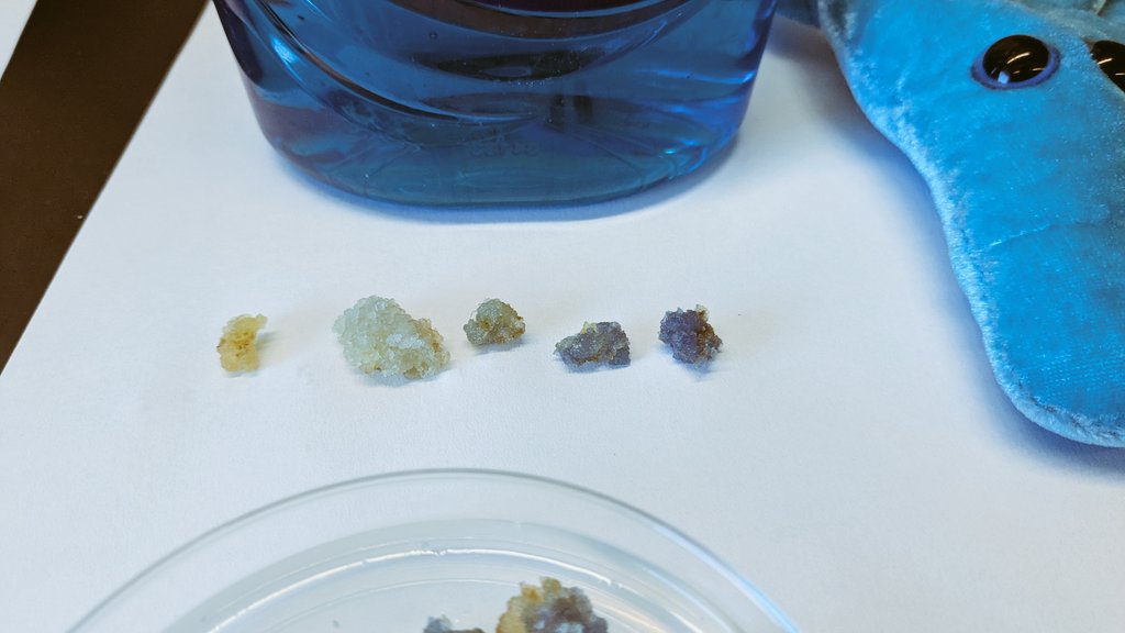 klsywd's tweet photo. We made blue lettuce! Highly visible in callus so far, thank you @ATinyGreenCell for the AeBlue chromoprotein 💙

Potential uses: visible marker in plant transformation, blue roses, maybe real blue turf grass for @BroncoSportsFB ? #BroncoBlue #BlueLettuce #BlueRose #LettuceLazuli https://t.co/0FxwWmTAvP