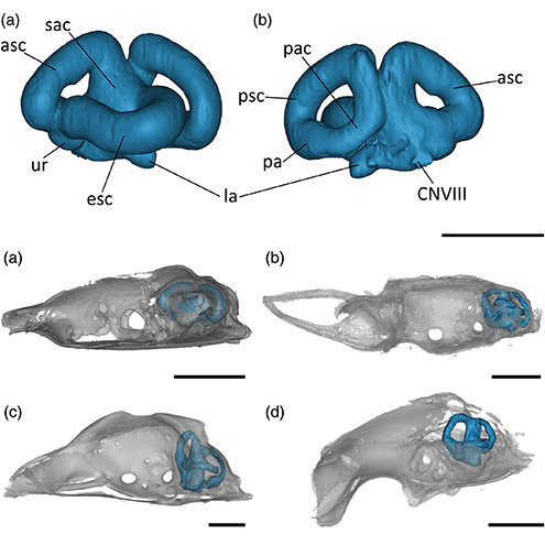 AnatRecord's tweet photo. Inner ear anatomy of sharks remains underexplored. Using high-res CT, researchers analyzed endosseous labyrinths of four elasmobranch sharks revealing major differences that could reflect evolutionary history or lifestyle
Study by @JordynNeal24 et al.: https://t.co/iLDeoFB6ES https://t.co/L5mh5jhpBc
