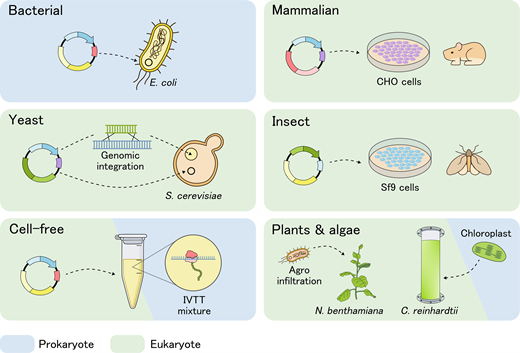 O_Borkowski's tweet photo. A comparative guide to expression systems for phage lysin production 
https://t.co/xhypNZeHD7 https://t.co/vQTSEomM1B