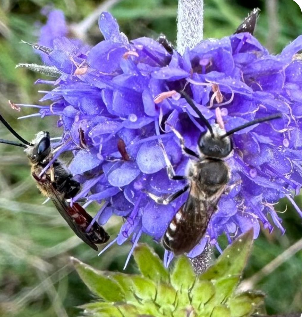 🐝 Jean Vernon 🐝 tweet media