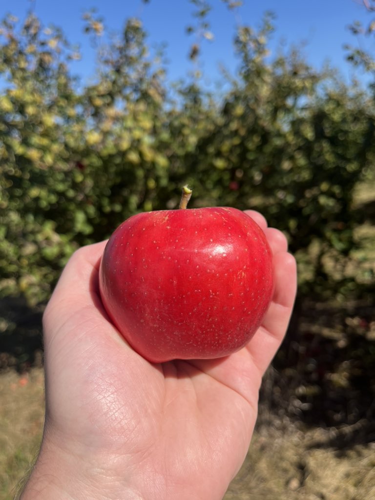 Indignant Minnesotan tweet media